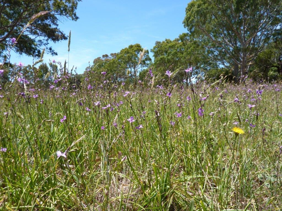 Chocolate Lilys (<em>Anthropodium strictum</em>) flowering at the Wannon Station Ground &copy; Liz Fenton